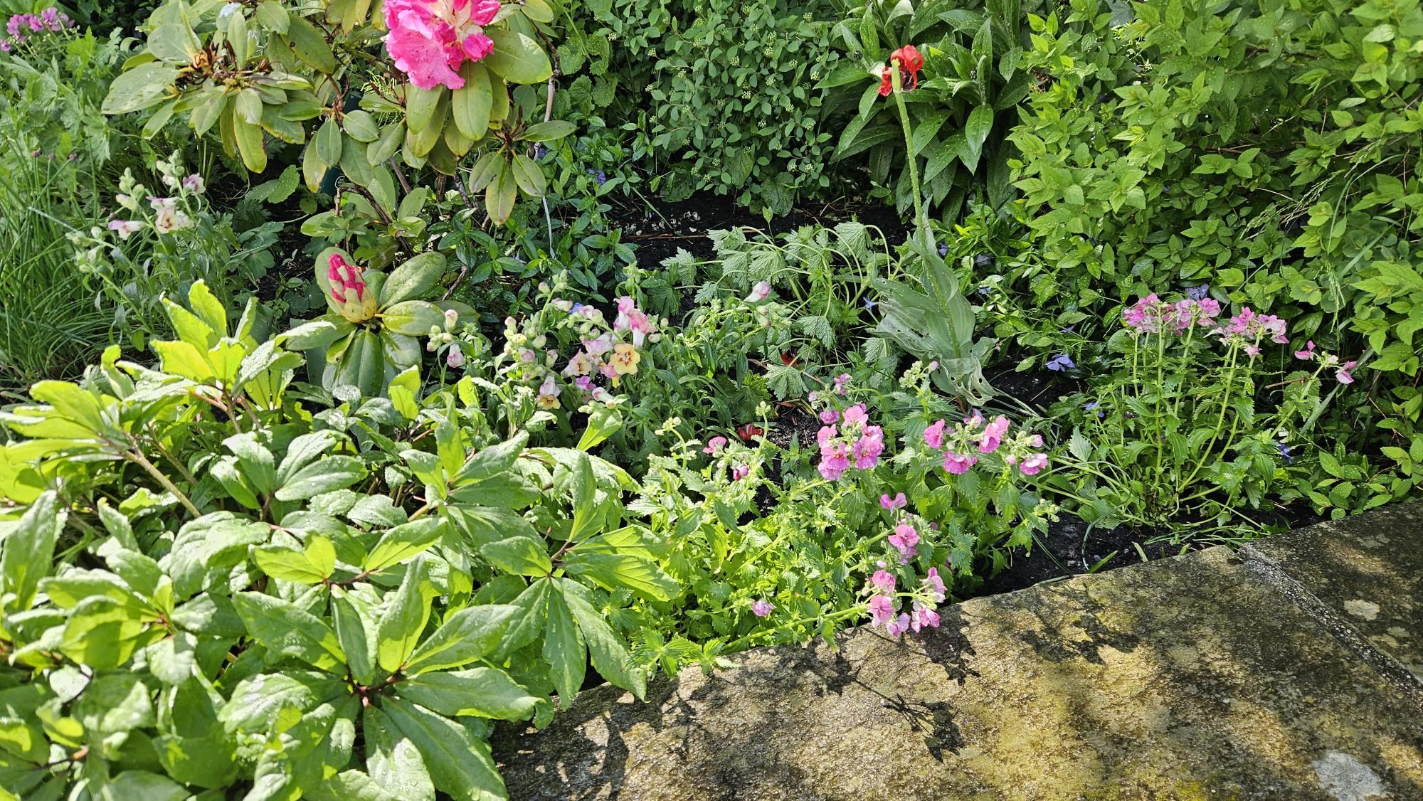 2025-05-30-08-18-36_6252955ff675e54123e30ed9b7056d_Sommerblomster_Planting